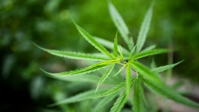 Preparing the Path to Legalised Cannabis Traceability